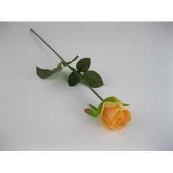 KR1 Róża Pojedyncza col:#1