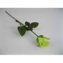 KR1 Róża Pojedyncza col:#41