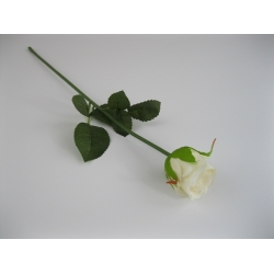 KR1 Róża Pojedyncza col:#54