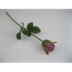 KR1 Róża Pojedyncza col:#34