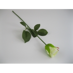 KR1 Róża Pojedyncza col:43