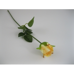 KR1 Róża Pojedyncza col:#63