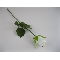KR1 Róża Pojedyncza col:WHITE