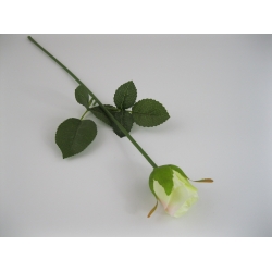 KR1 Róża Pojedyncza col:#10