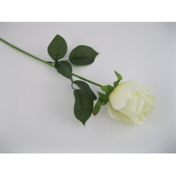KR2 Róża pojedyncza col. CREAM, 60 cm