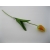 FCX018 Tulipan pojedynczy satynowy, mix x 6, 47 cm
