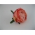 FYS065 Róża piwoniowa 8 cm col. 35